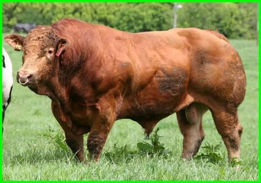 Sapi Limosin Raffi